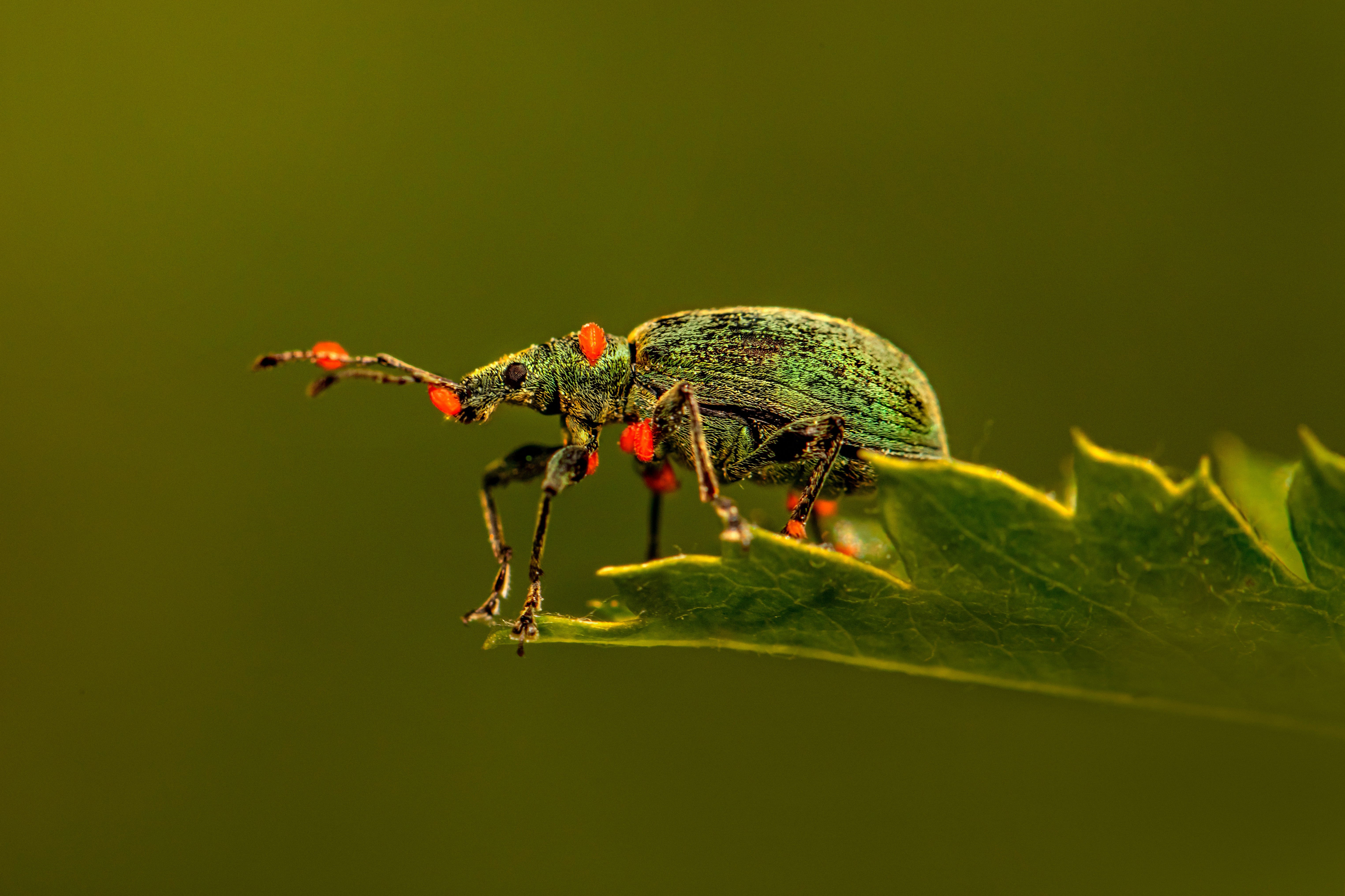 green and black bug on green leaf